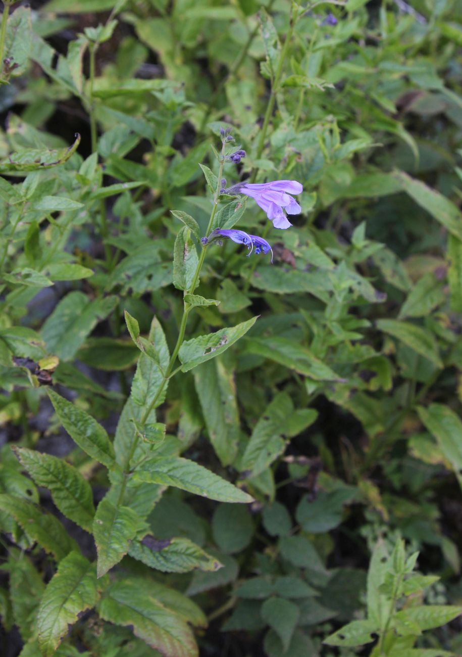 Image of Nepeta sibirica specimen.