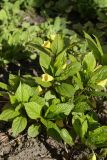 Scopolia carniolica
