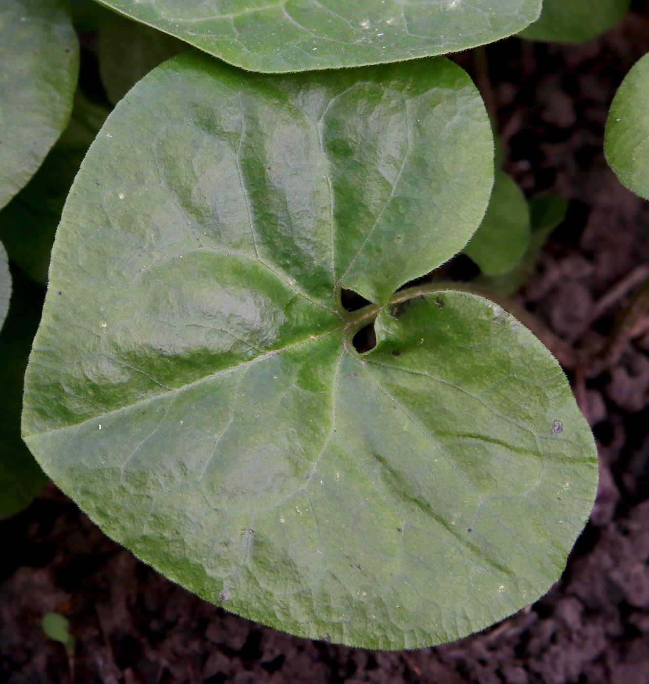 Изображение особи Asarum intermedium.