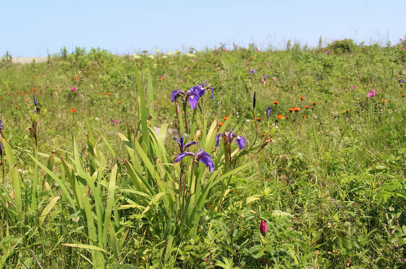 Image of Iris setosa specimen.