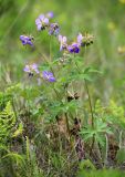 Geranium erianthum