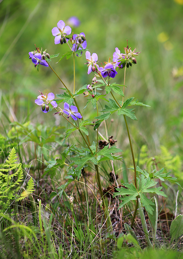 Image of Geranium erianthum specimen.