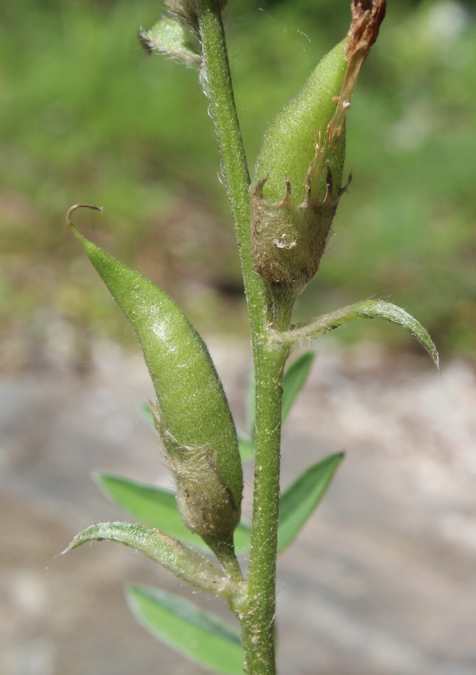 Image of Oxytropis wologdensis specimen.