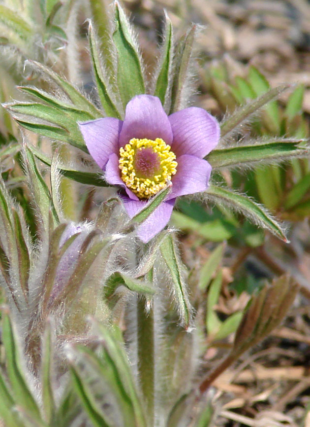 Image of Pulsatilla dahurica specimen.