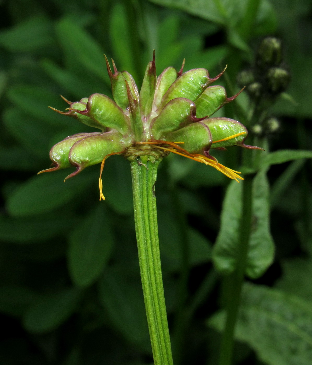 Image of Trollius kolonok specimen.