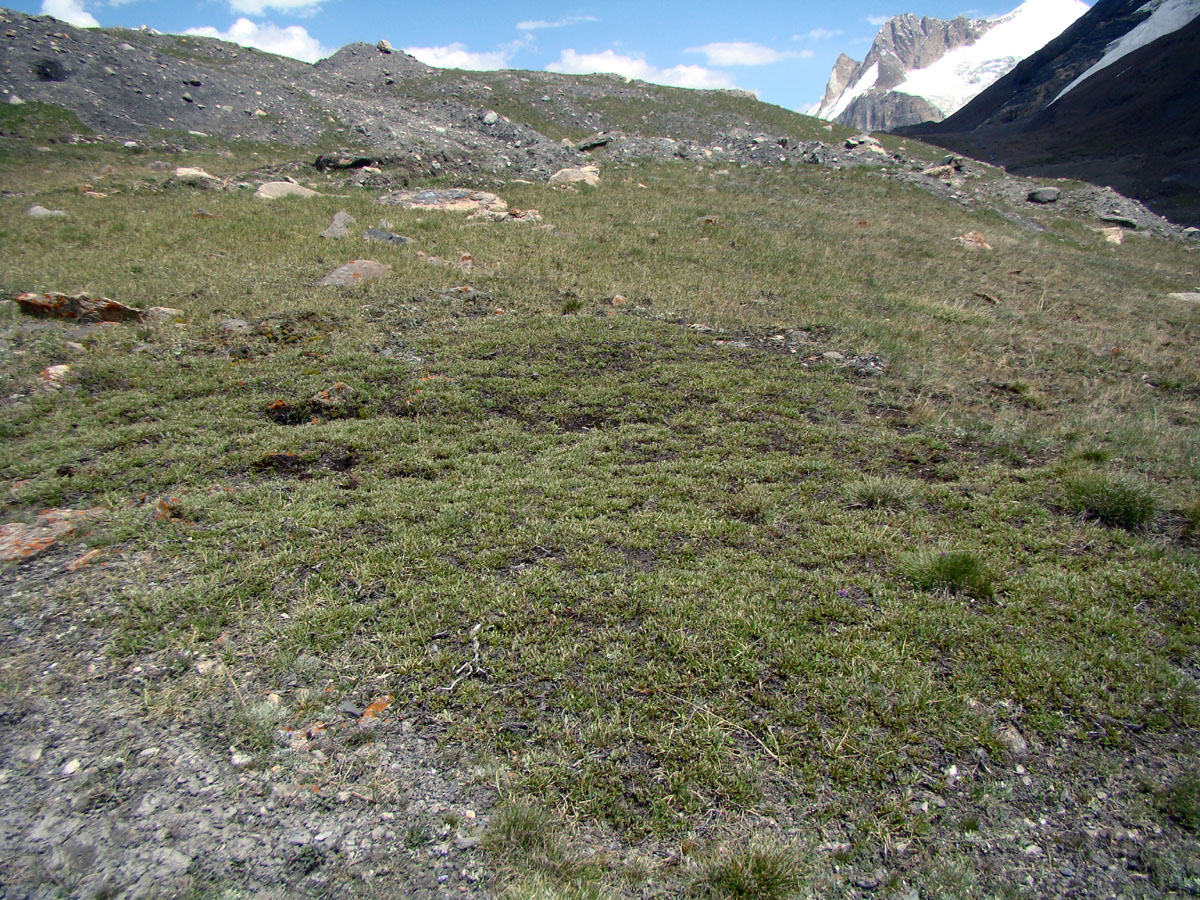 Image of Salix caesia specimen.