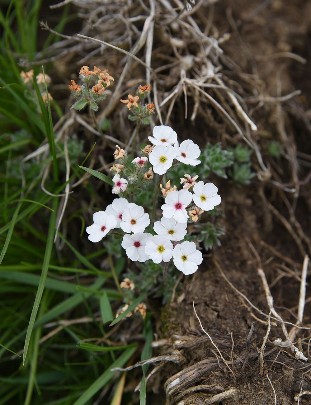 Image of Androsace barbulata specimen.