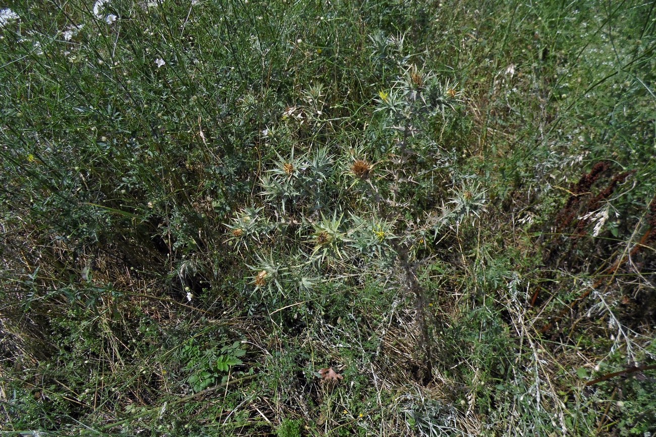 Изображение особи Carthamus lanatus.