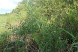 Salix acutifolia