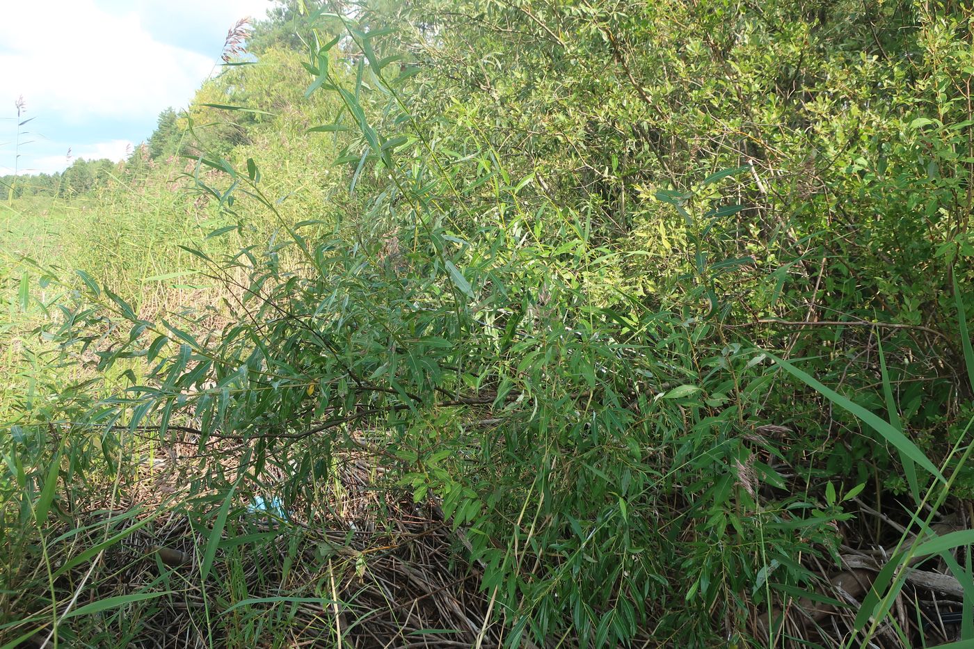 Image of Salix acutifolia specimen.