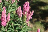 Veronica spicata