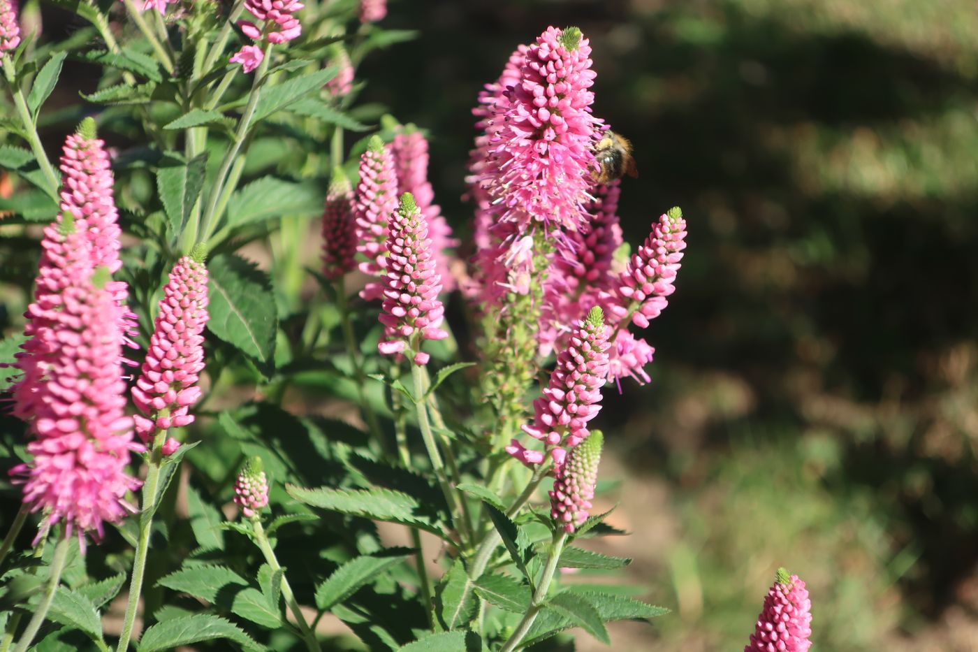 Image of Veronica spicata specimen.