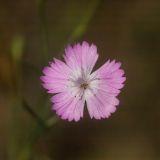 Dianthus campestris. Цветок. Ростовская обл., Шолоховский р-н, окр. станицы Вёшенская, пески. 24.07.2022.