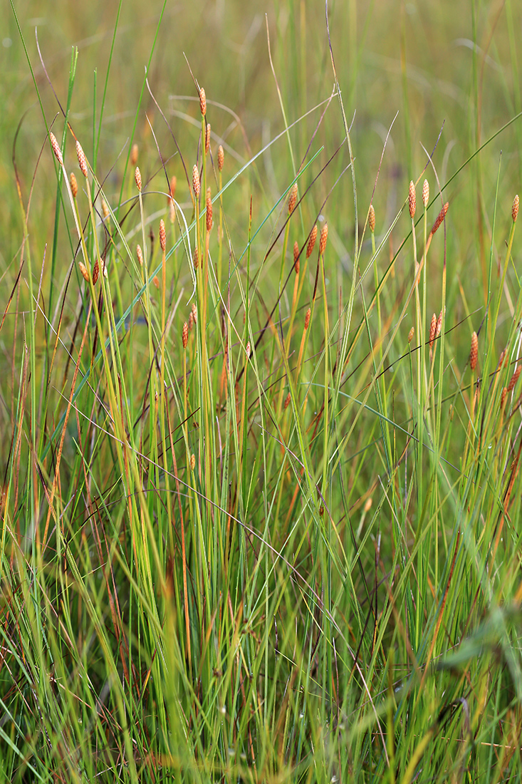 Изображение особи Eleocharis tetraquetra.