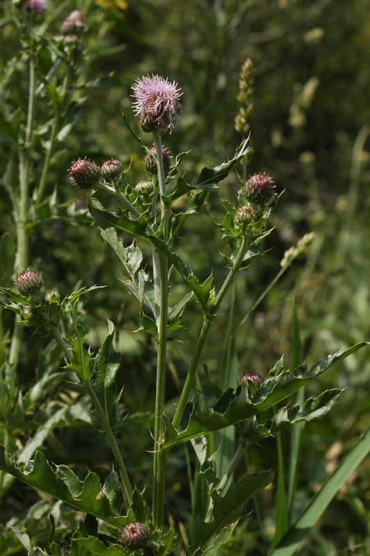 Image of Cirsium arvense specimen.