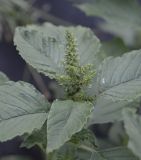 Amaranthus retroflexus