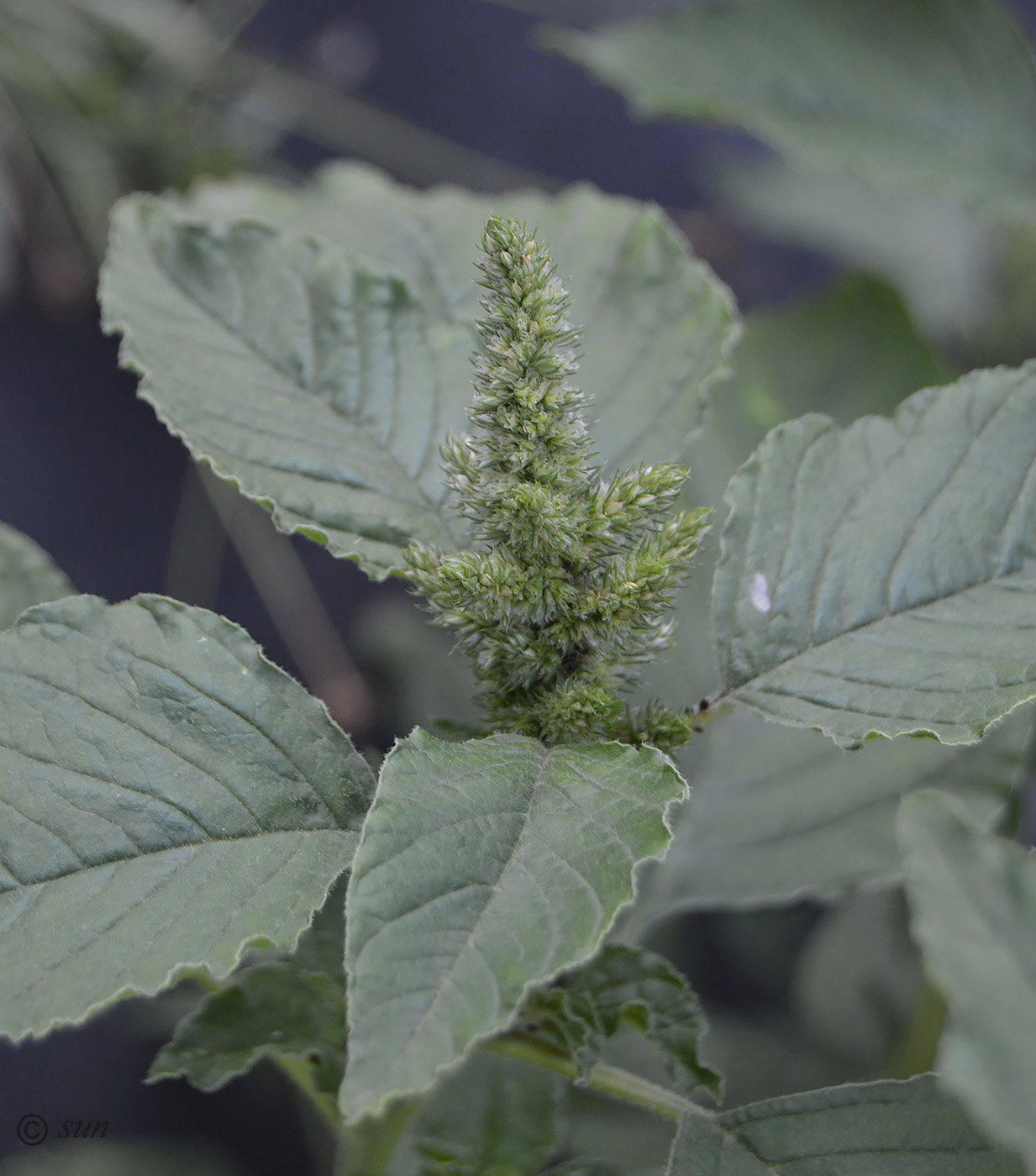 Изображение особи Amaranthus retroflexus.