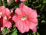 Petunia &times; hybrida