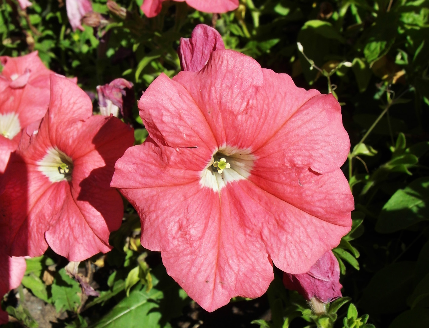 Изображение особи Petunia &times; hybrida.