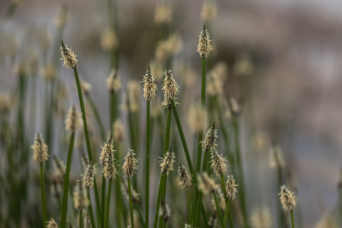 Image of genus Eleocharis specimen.