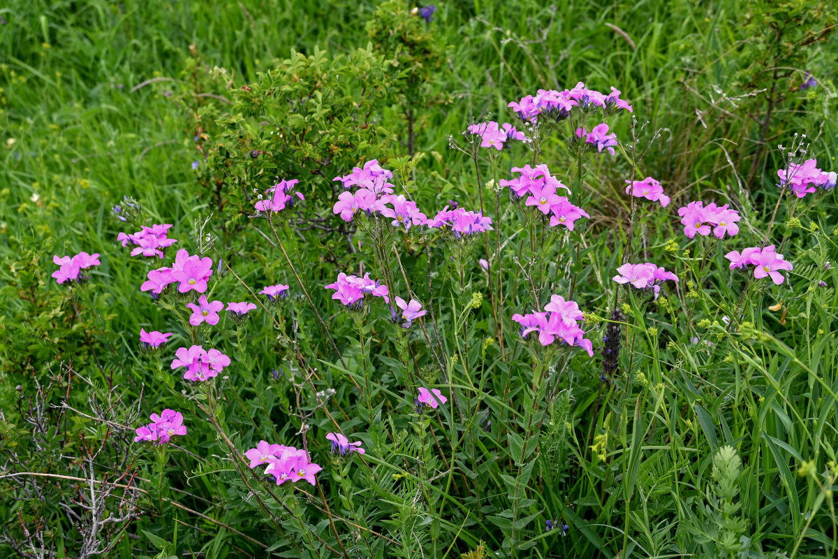 Image of Linum hypericifolium specimen.