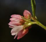 Truellum thunbergii