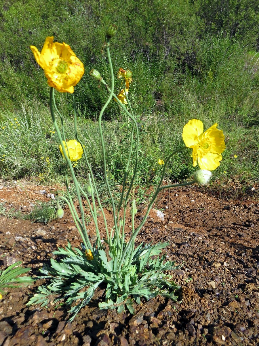 Image of Papaver nudicaule specimen.