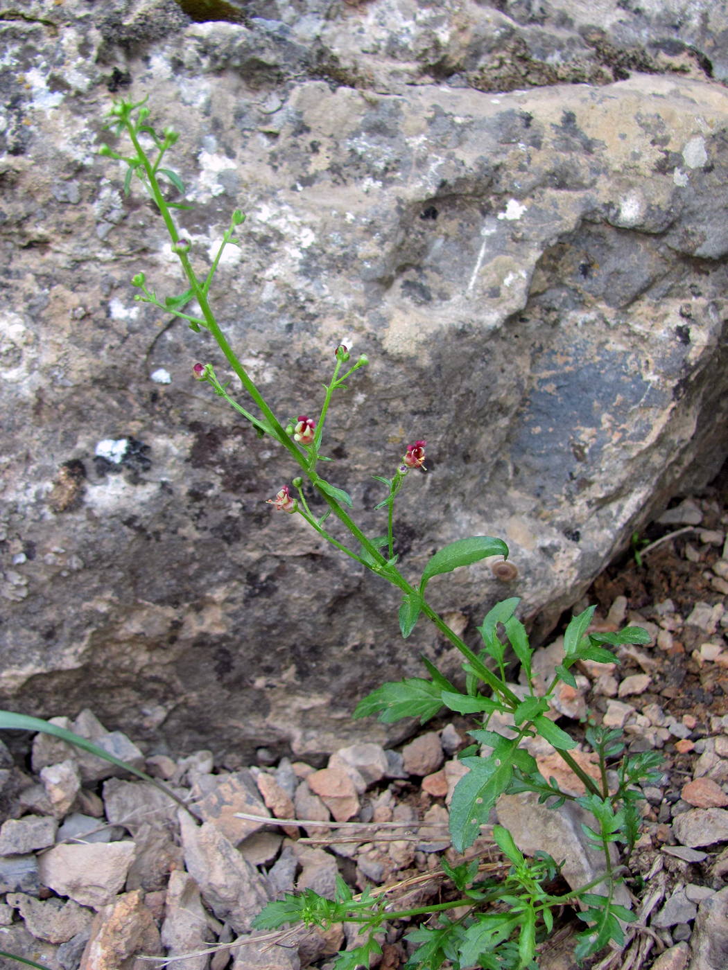 Image of Scrophularia kiriloviana specimen.