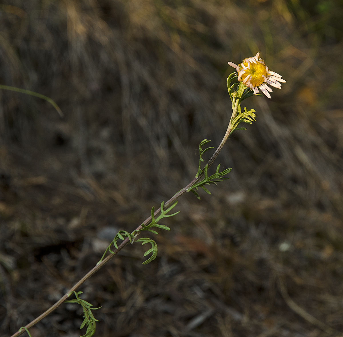 Image of Chrysanthemum zawadskii specimen.