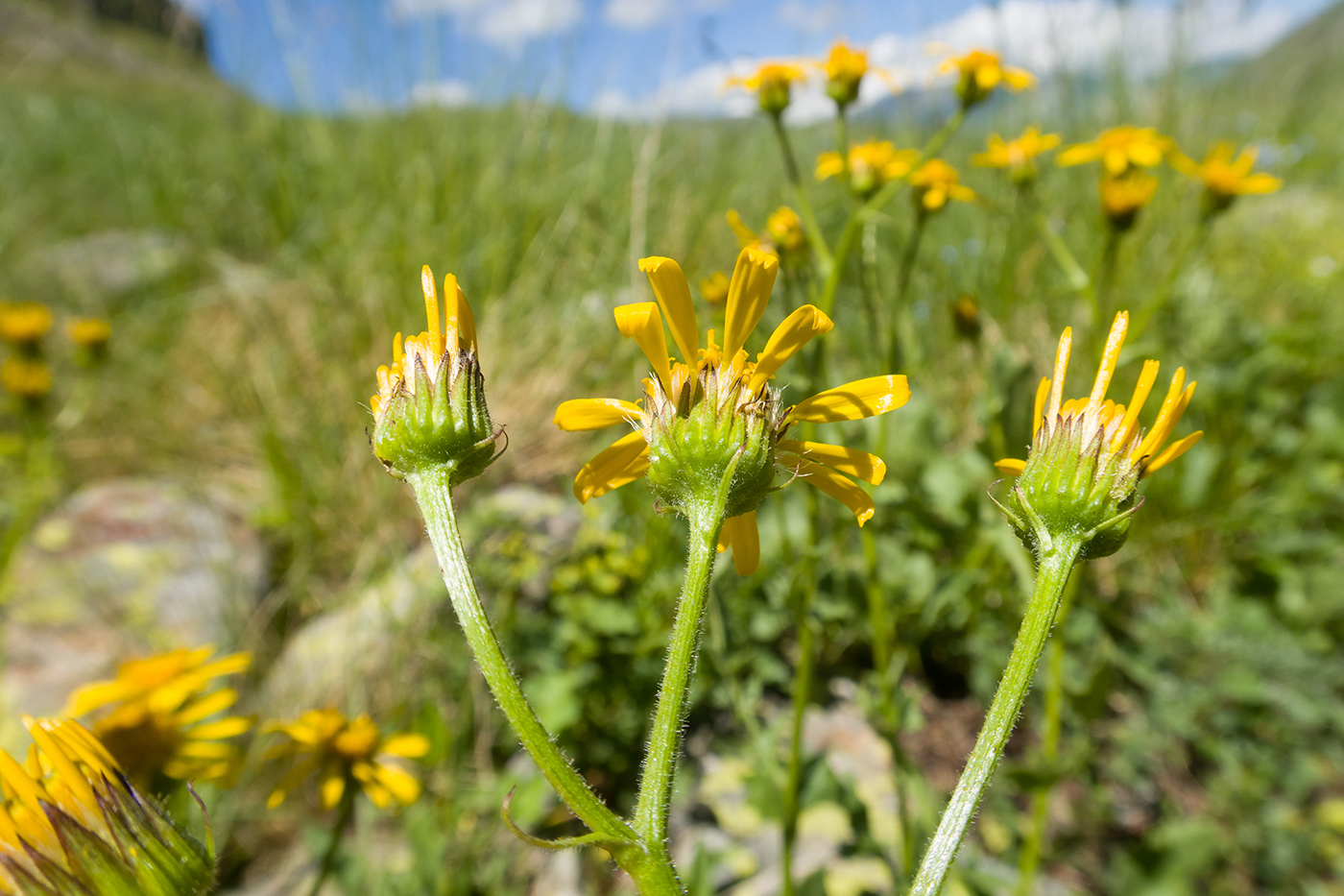 Изображение особи Senecio taraxacifolius.