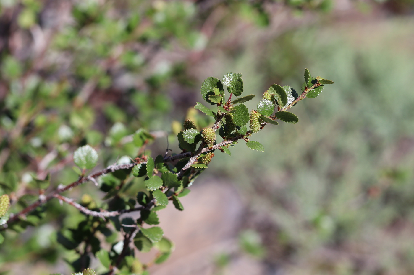 Изображение особи Betula rotundifolia.