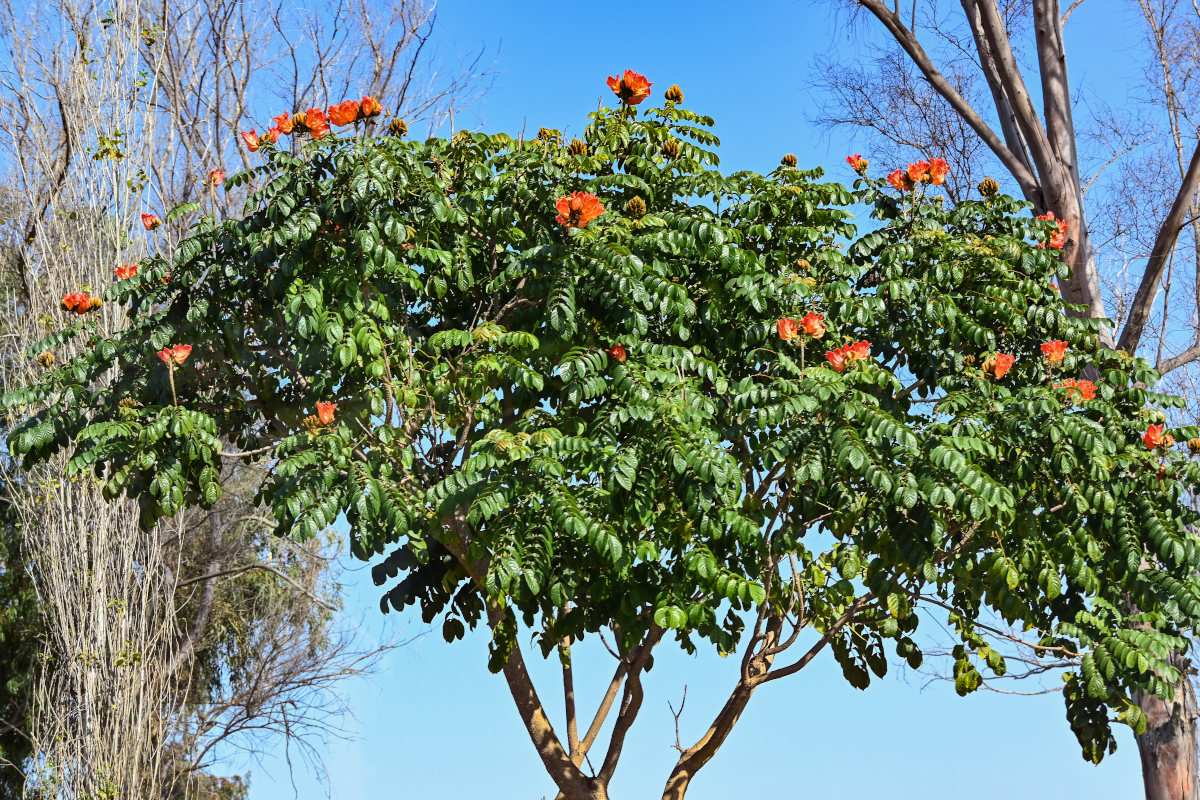 Изображение особи Spathodea campanulata.