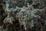 Juniperus oxycedrus. Верхушка ветви с шишкоягодами. Марокко, обл. Фес-Мекнес, хр. Средний Атлас, национальный парк \"Ифран\", ≈ 1600 м н.у.м., каменистый склон. 03.01.2023.