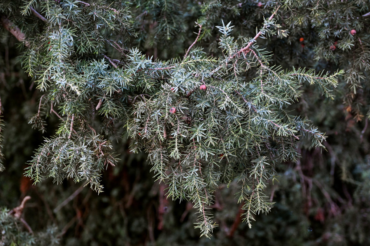 Изображение особи Juniperus oxycedrus.