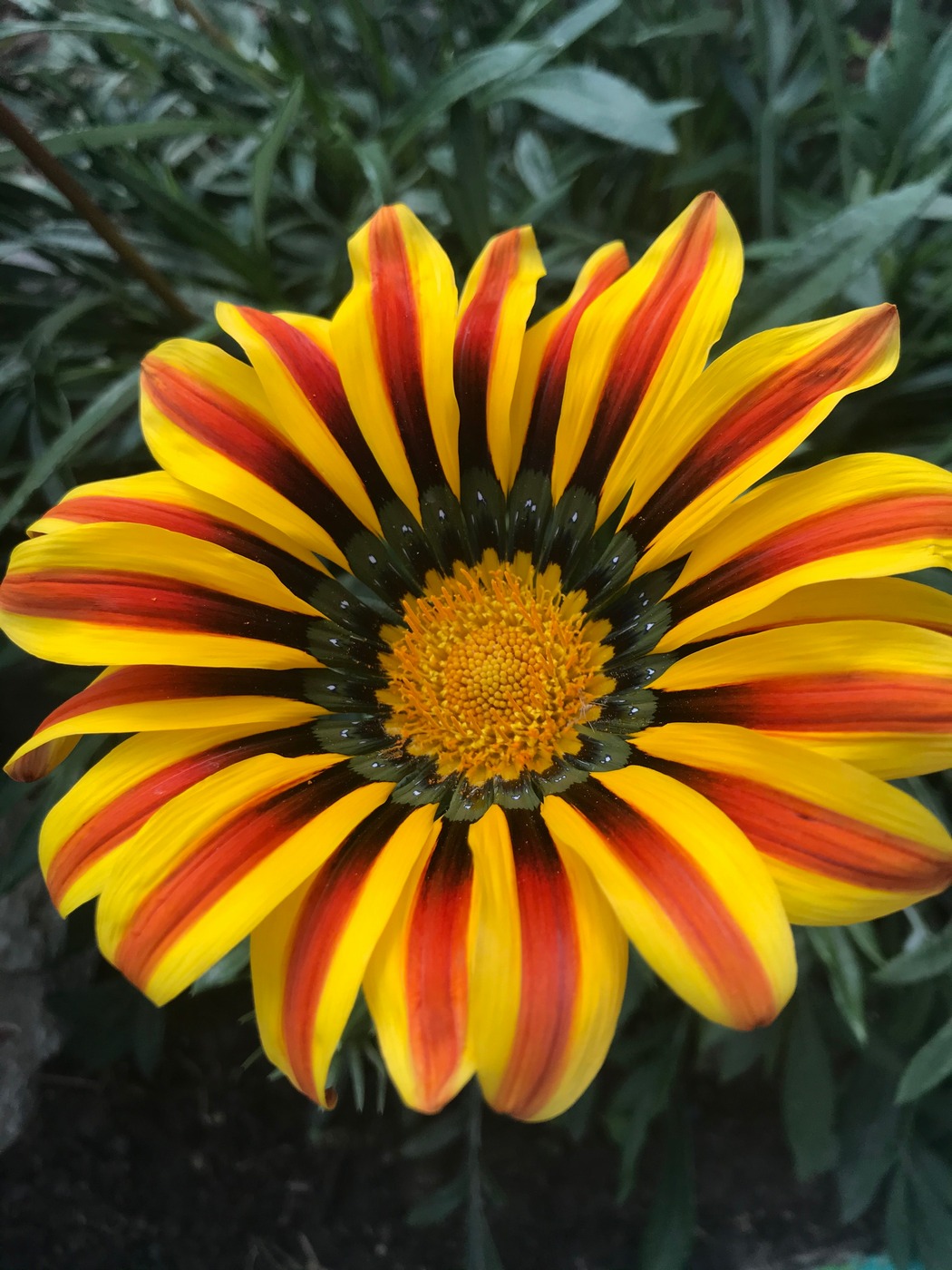 Image of Gazania rigens specimen.