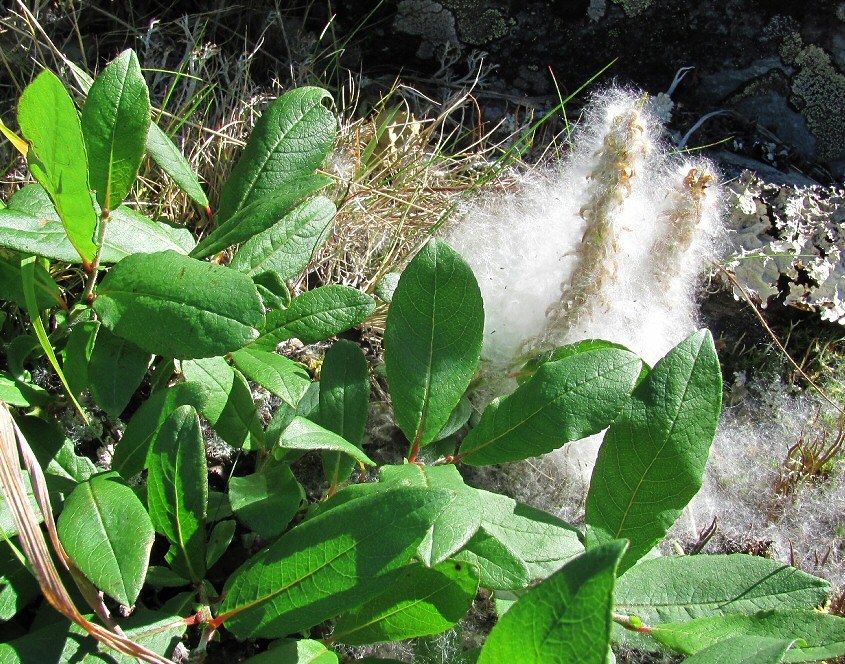 Image of genus Salix specimen.