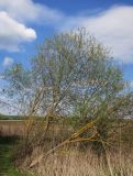 Salix cinerea