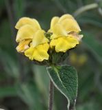 Phlomis разновидность occidentalis