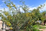 Vachellia nilotica. Часть кроны цветущего растения. Египет, мухафаза Асуан, храмовый комплекс Абу-Симбел, сухой склон. 04.05.2023.