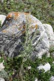 Artemisia absinthium. Цветущее растение, извлечённое из почвы. Кабардино-Балкария, Эльбрусский р-н, левый берег р. Баксан, окр. с. Былым, выс. 1100 м н.у.м., сухой остепнённый участок. 25 июля 2022 г.