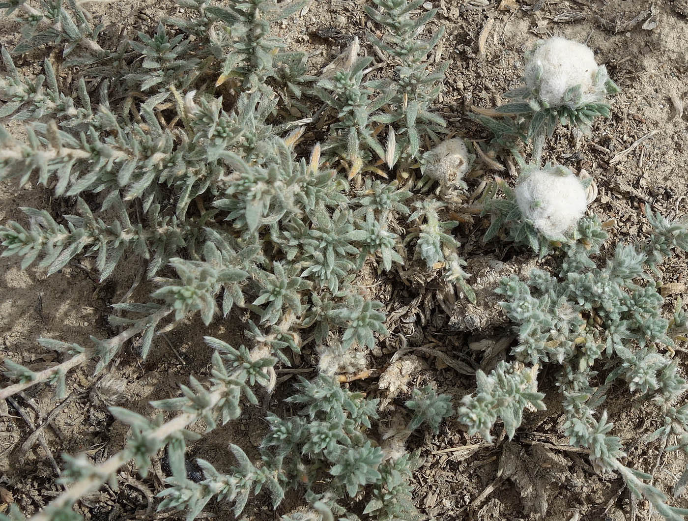 Image of Bassia prostrata specimen.