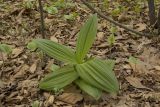 род Veratrum