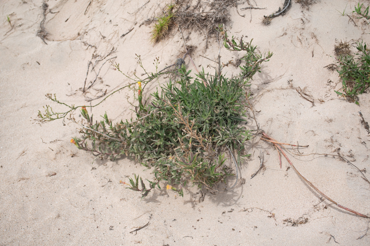 Изображение особи Oenothera stricta.