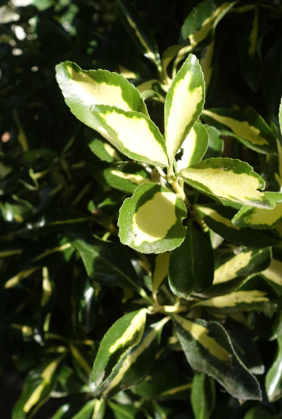 Image of Euonymus japonicus specimen.