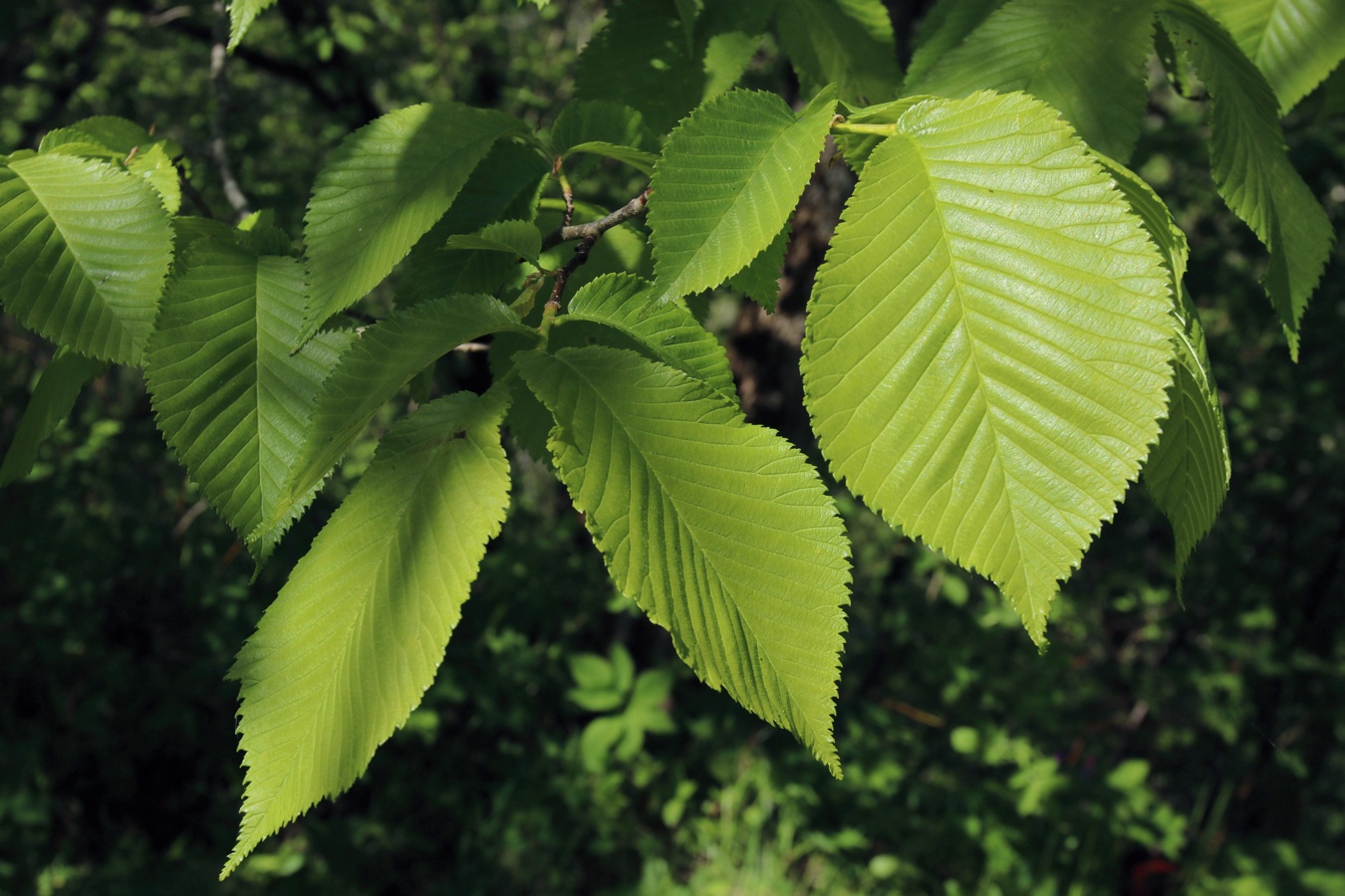 Image of Ulmus glabra specimen.