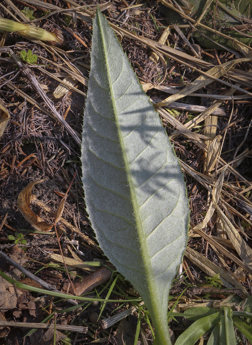 Изображение особи Cirsium heterophyllum.