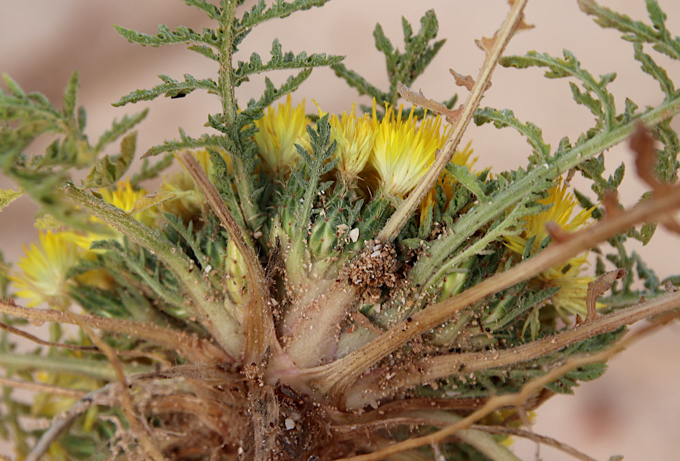 Изображение особи Centaurea glomerata.