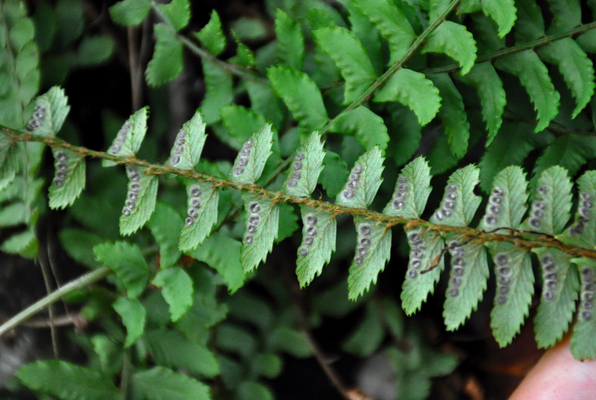 Изображение особи Polystichum craspedosorum.