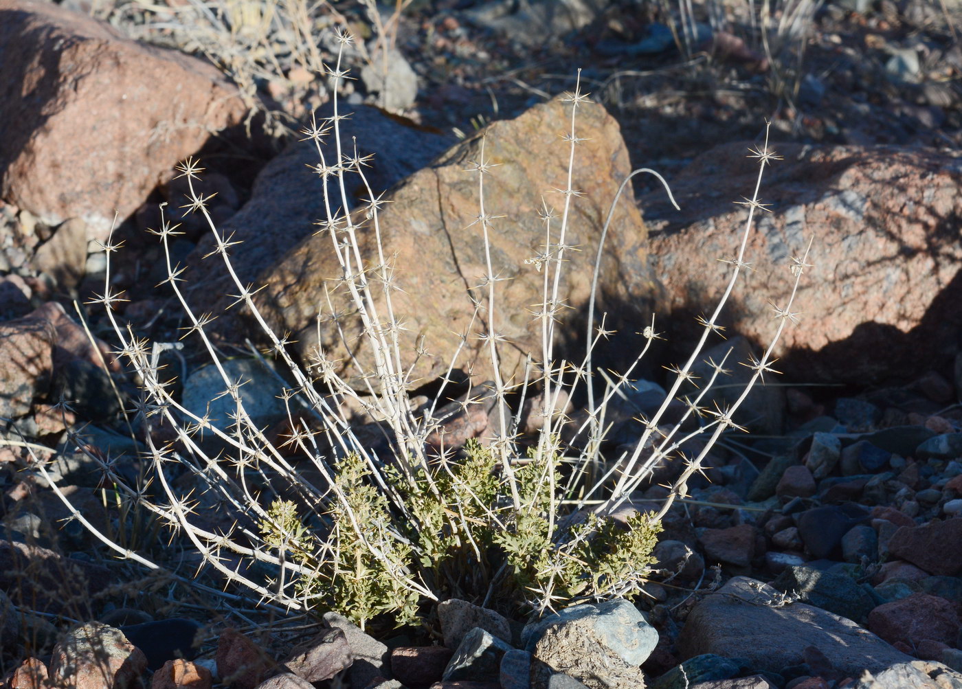 Image of Lagochilus platyacanthus specimen.