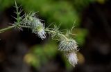 Cirsium echinus. Верхушка побега с соцветиями. Ингушетия, Джейрахский р-н, ур. Вовнушки, ≈ 1200 м н.у.м., подножие осыпающегося каменистого склона. 24.07.2022.